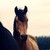 :iconilovehorsess: