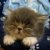 :iconilovekittengkp: