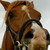 :iconilovemyarabiansstock: