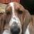 :iconilovemybasset: