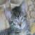 :iconilovemydoughnut: