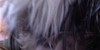 :iconilovenetze:
