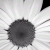 :iconilovenewbeginnings: