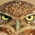 :iconiloveowls1125:
