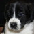 :iconilovepitbulls123: