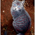 :iconilovewarriors7007: