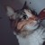 :iconilovewkever: