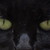 :iconilovewolvesxd: