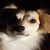 :iconilpo-otus: