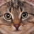 :iconiluvcatromance: