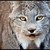 :iconiluvedirehorses: