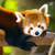 :iconiluvmychocolab: