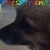 :iconiluvmydog1100:
