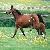 :iconiluvponiesandhorses: