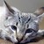 :iconiluvwarriors118: