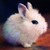 :iconim-a-turtle:
