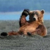 :iconima-bear: