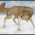 :iconimadecookies: