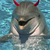 :iconimadolphin: