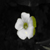 :iconimage-thief: