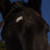 :iconimagendreamer: