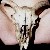 :iconImages-Sensual: