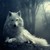 :iconimaginefox: