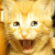 :iconimahappycatplz: