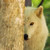 :iconimalittledamphir: