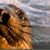 :iconimaseal2plz: