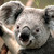 :iconimmafluffypanda: