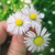 :iconimmat8181: