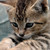 :iconimmaterialwitness: