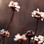 :iconimperator-lain:
