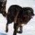 :iconimperfect-alphena:
