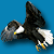 :iconImperial-Photography: