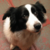 imperialdogman :iconimperialdogman:
