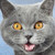 :iconimplexii: