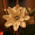 :iconimpressionart: