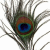 :iconin-arts-we-trust:
