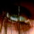 :iconin-chan5:
