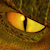 :iconinaneglory: