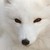 :iconinarisfire: