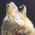 :iconincendia-lupus: