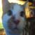 :iconinch-high-whitey-008: