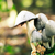 :iconincigraph: