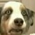 :iconindigobordercollie: