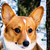 :iconindigoravenimagery: