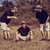 :iconindir23photography: