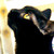 :iconine5ita: